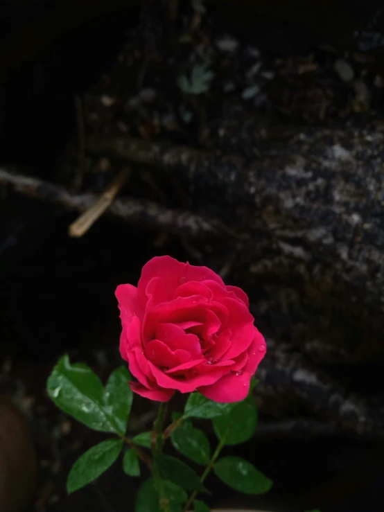a single red rose is shown in front of a rock