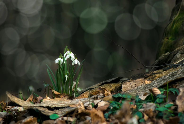 an image of a snowdrops in the woods