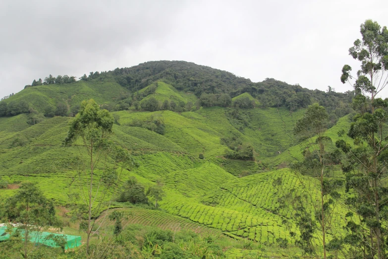 lush green trees and rolling hills in the background