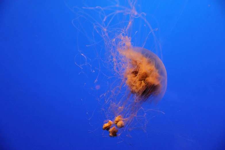 a large, jelly fish floats in the water