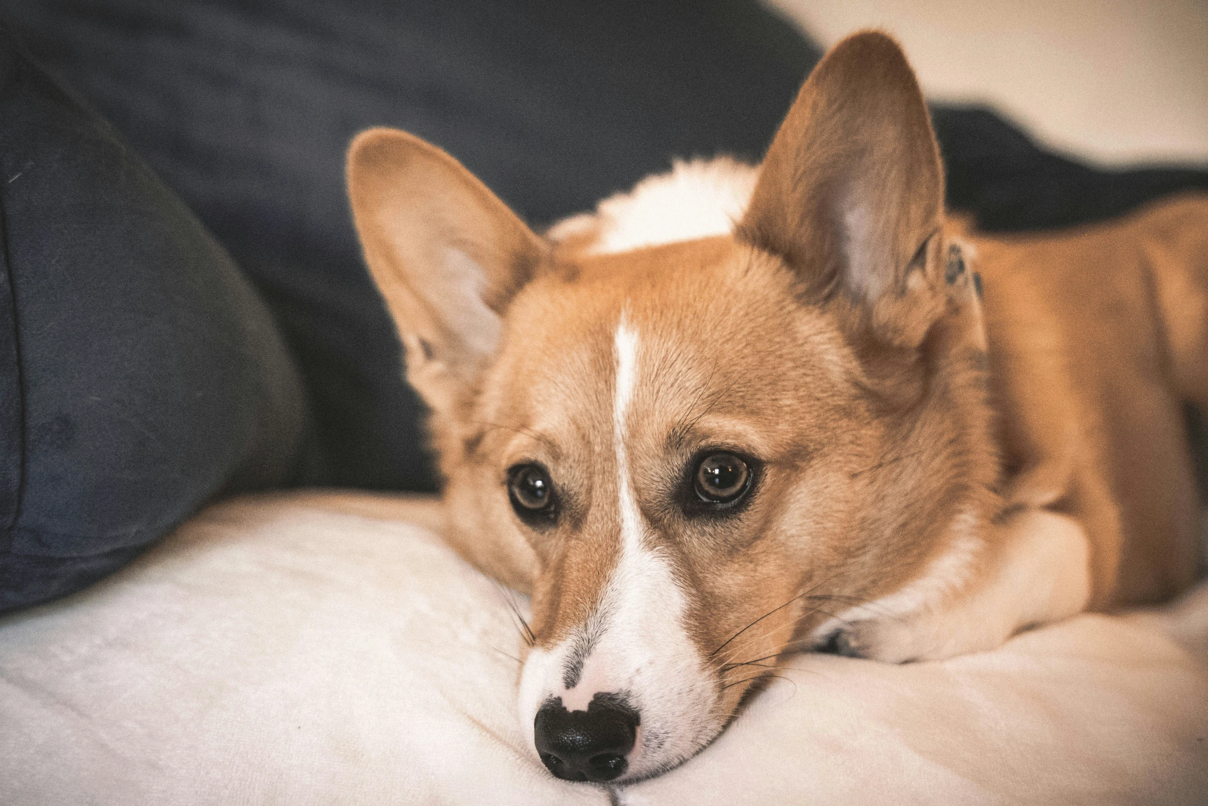 there is a brown and white dog resting on the bed