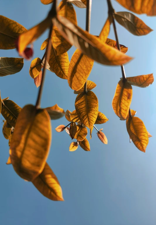 an arrangement of autumn leaves in front of a clear blue sky