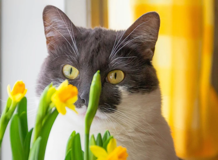 a grey and white cat is looking behind some yellow flowers