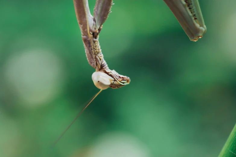 a brown insect with green and white stripes on it