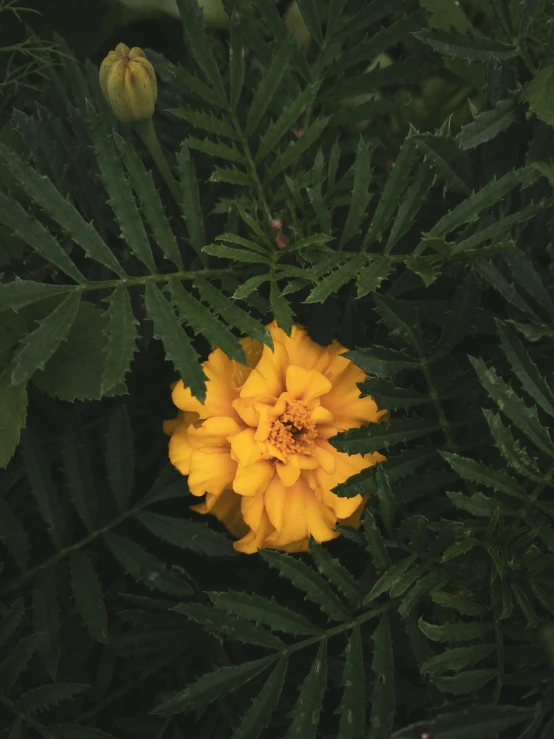 a yellow flower surrounded by green leaves