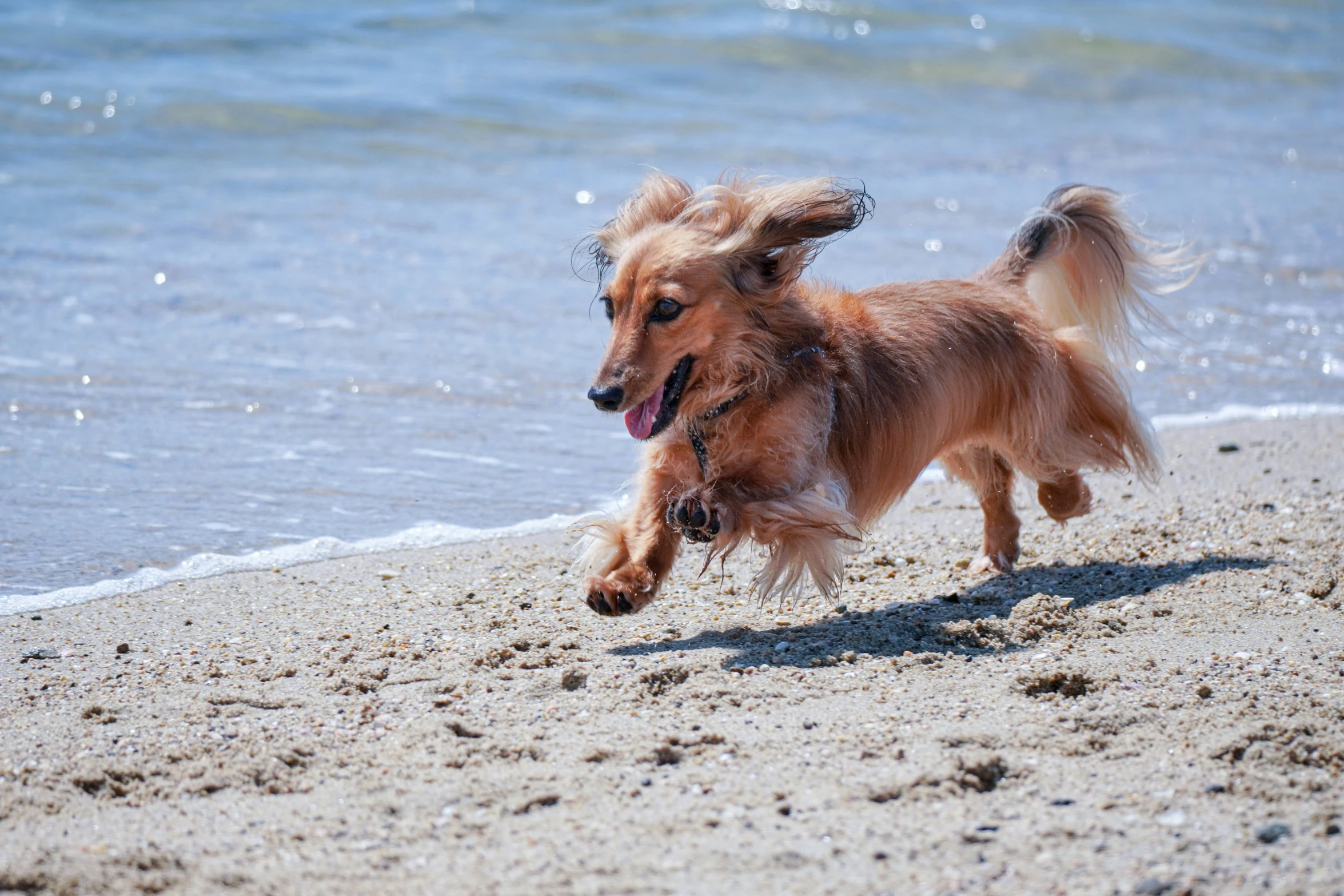 two dogs running on a beach near the water