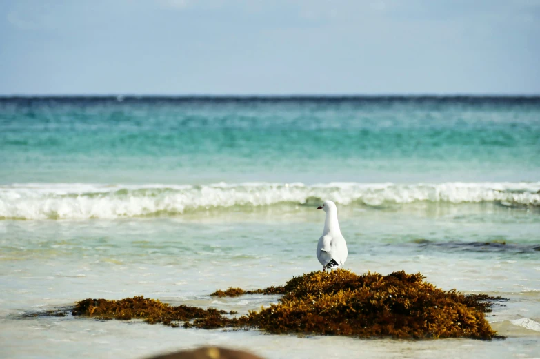 seagull on rock next to water and ocean waves