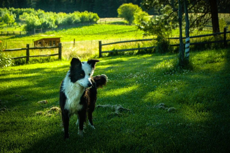 two dogs fighting on grassy field near fence