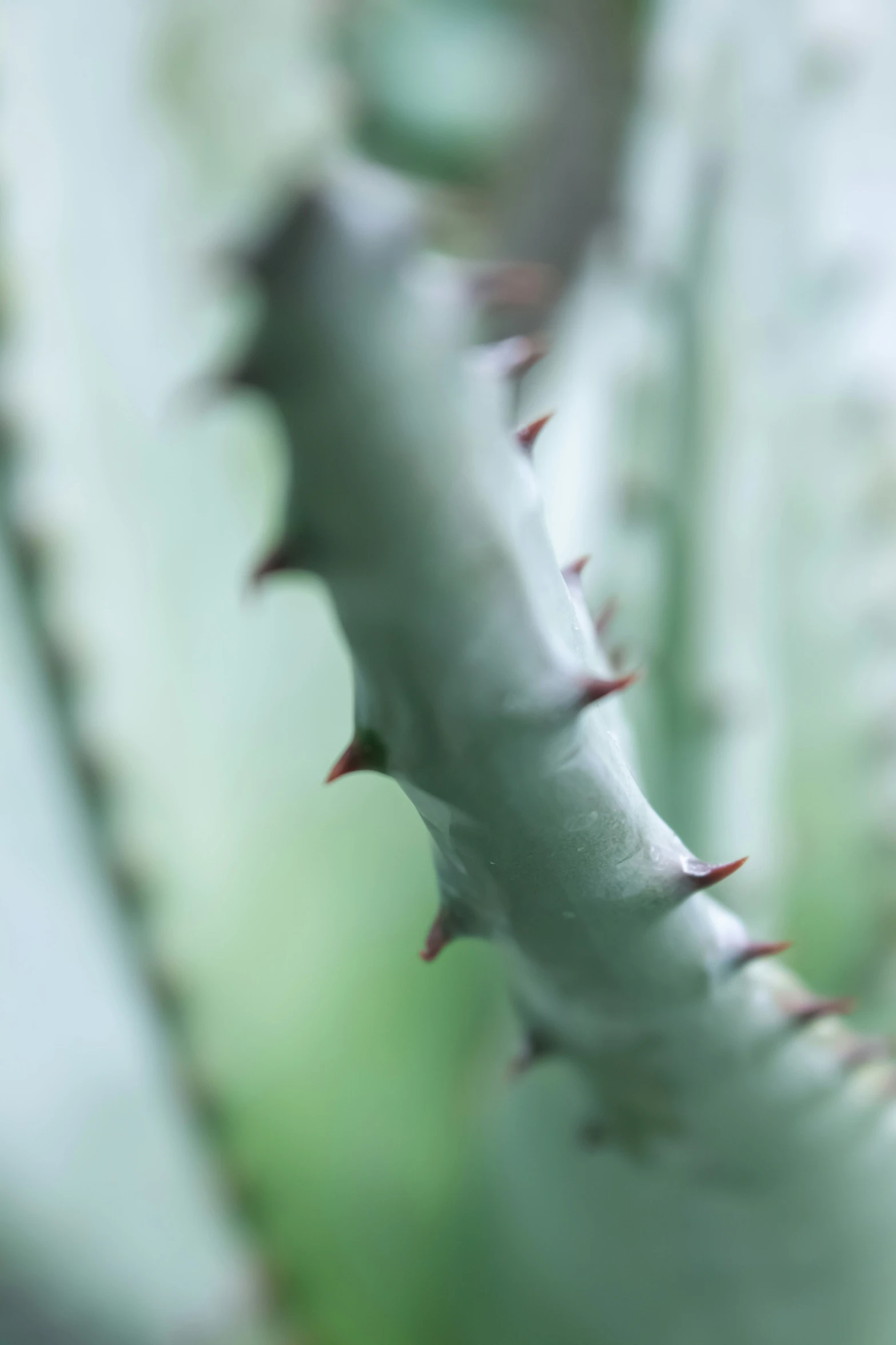 a large green leaf with lots of spikes