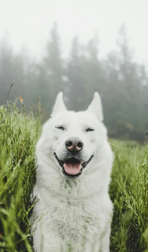 a smiling white dog sitting in the tall grass