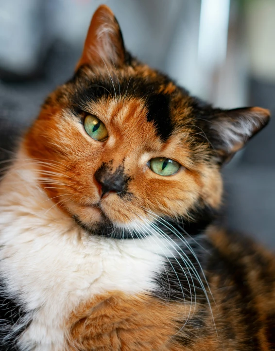 the cat is relaxing and relaxing on the couch