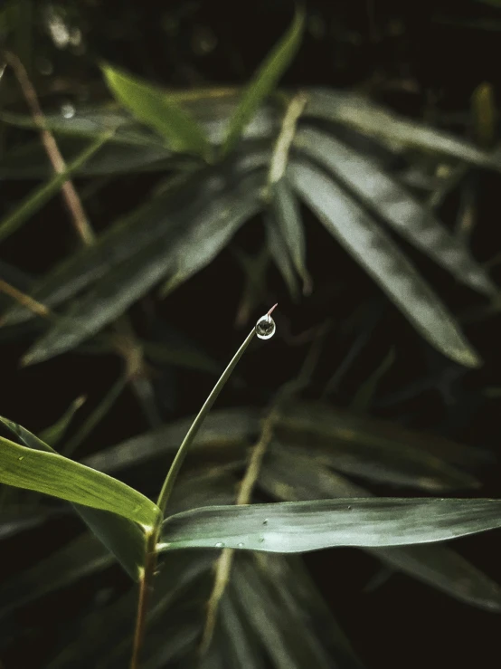 a leafy looking plant with water drops