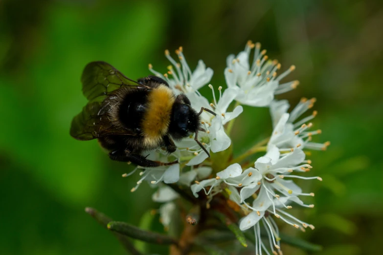 a bee is resting on a white flower