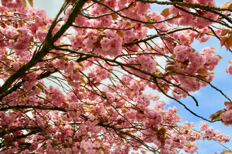 a pink flower tree with leaves in the foreground