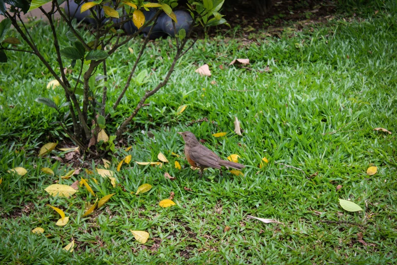 a small bird sitting in the grass near a tree