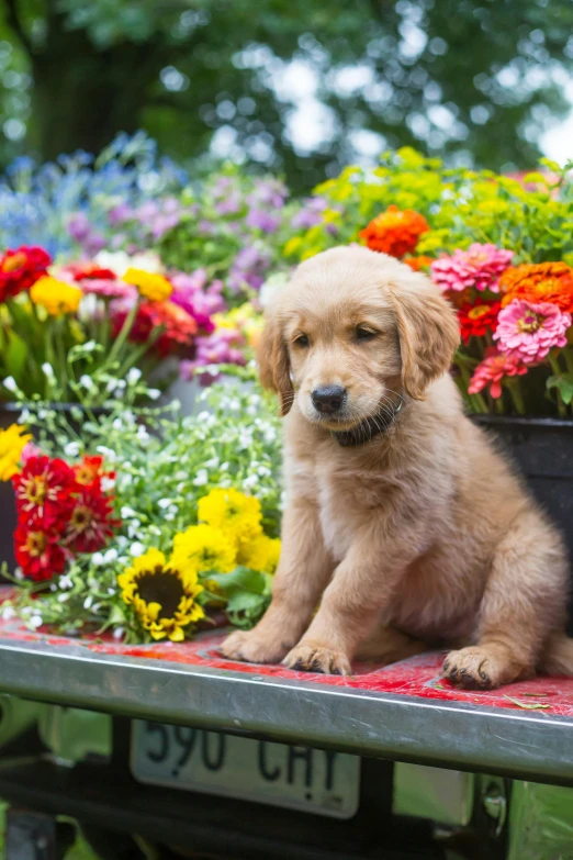 a puppy sitting next to flowerpots with it's paws hanging down