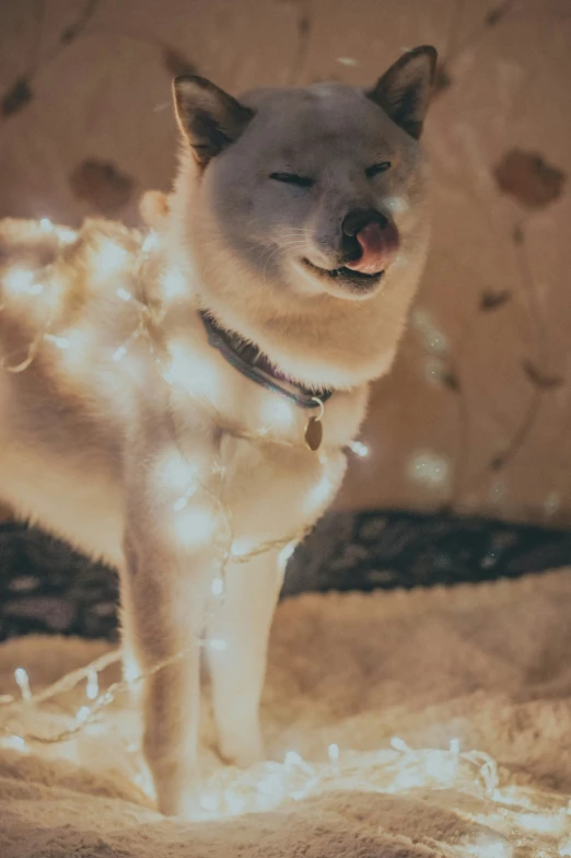 a small dog standing in a room covered in lights