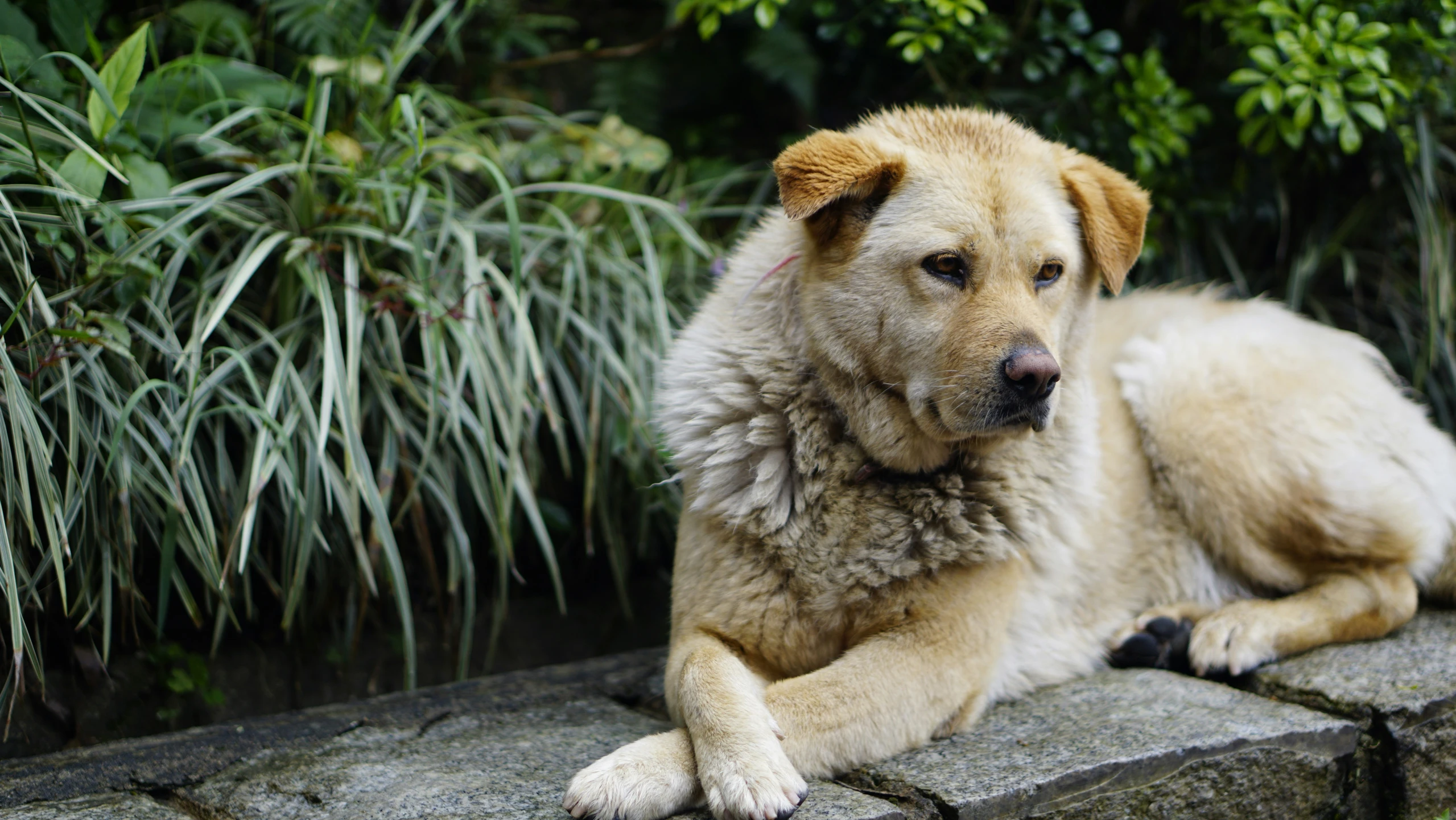 the fluffy, old looking dog is sitting on top of the stone wall