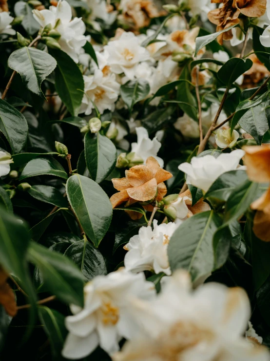 flowers are blooming together in the garden