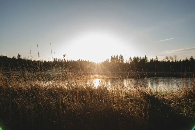 the sun shines brightly behind tall reeds