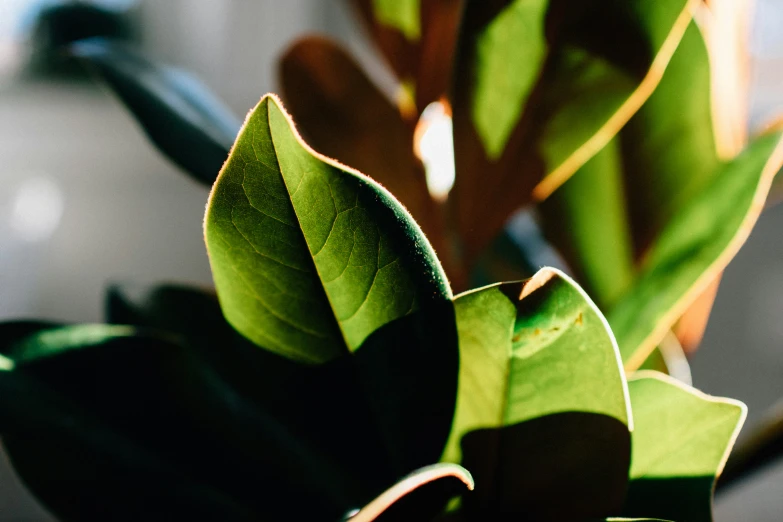 closeup po of the green leaves on a plant