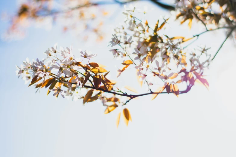 the nch of a tree has many small flowers