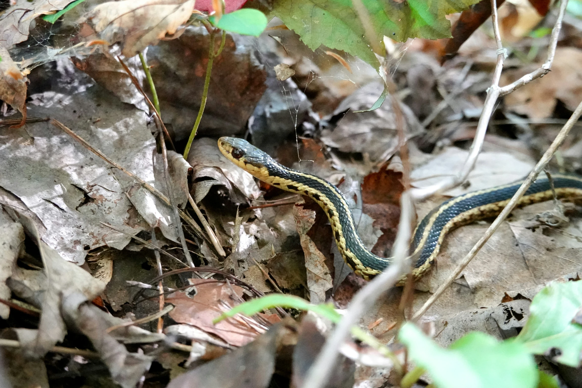 the large black and yellow snake is on the ground