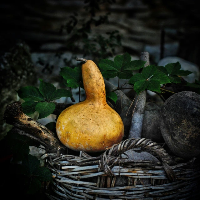a pear sits on a basket surrounded by rocks and plants