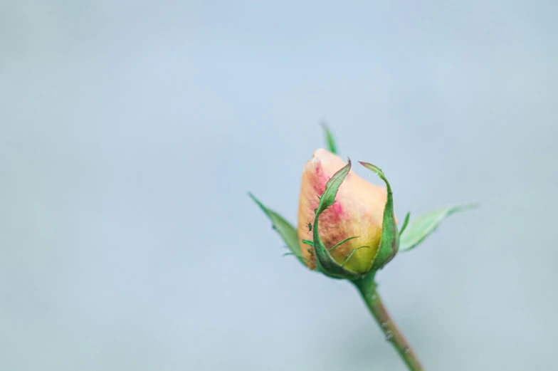 a rose with leaves on its stem in the middle