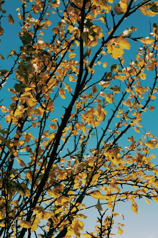 a leafy nch of a tree with yellow leaves