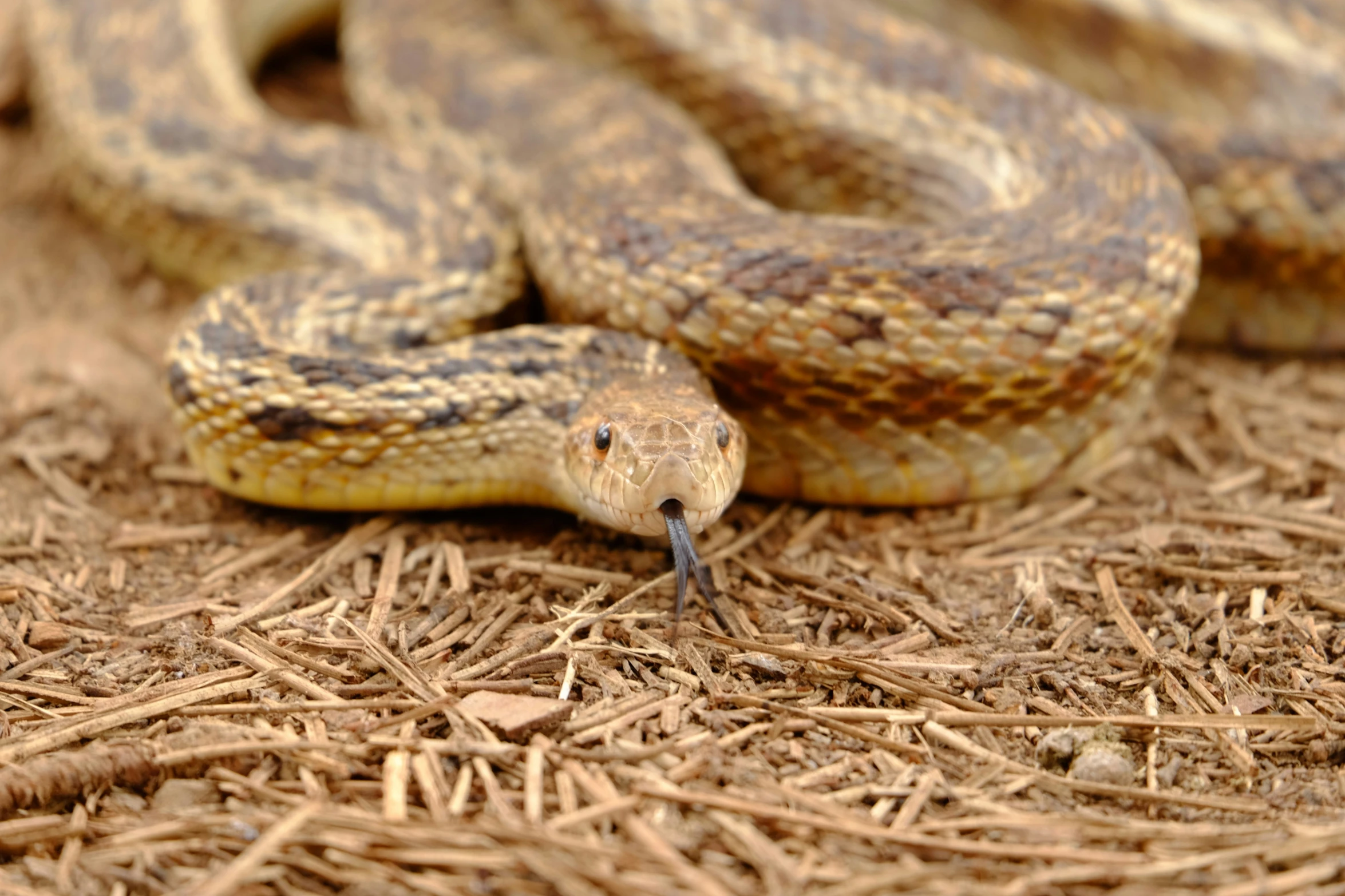 a very cute snake on some dried grass