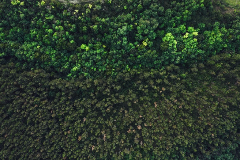 aerial view of tree tops and the trees below