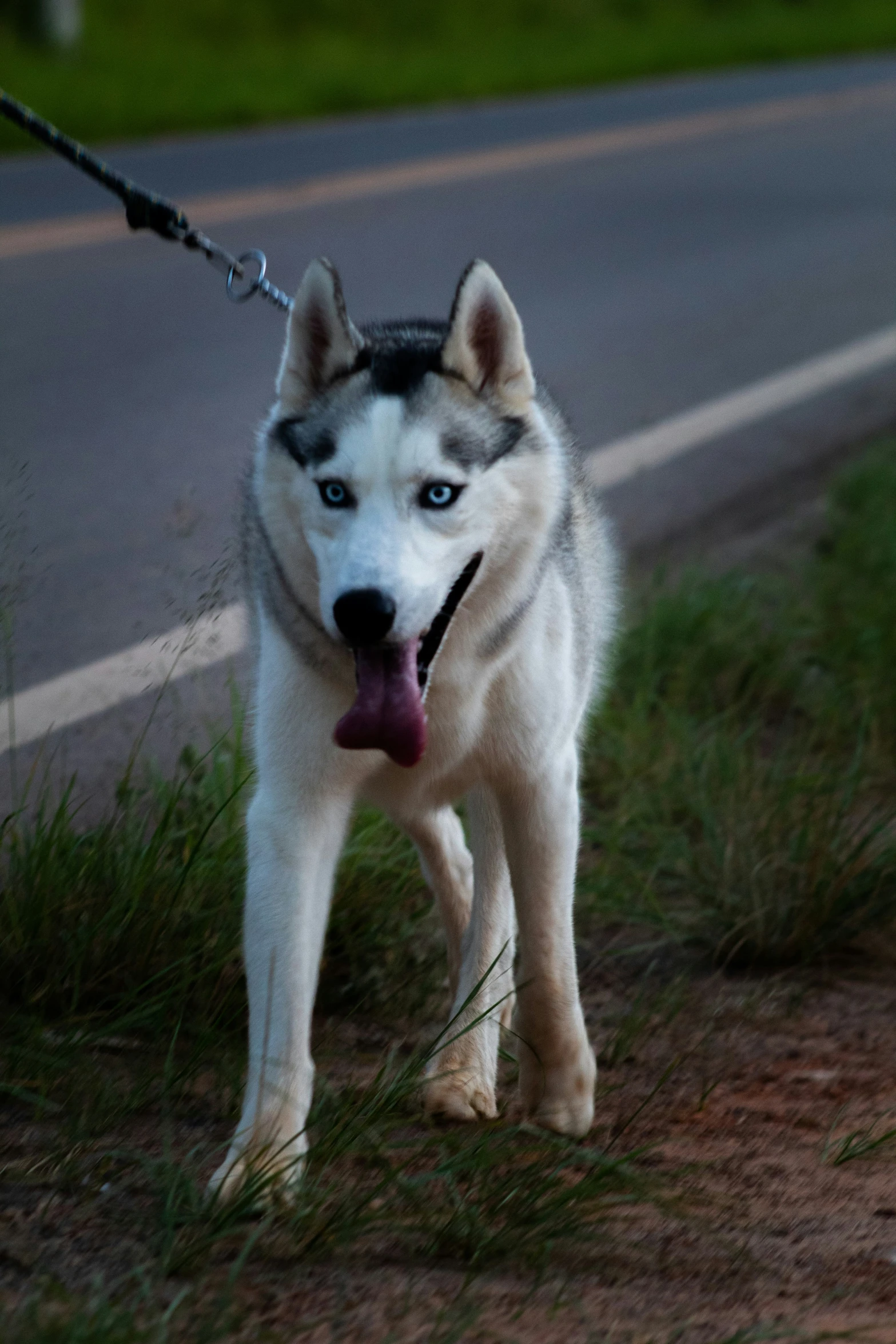 a husky is pulling his leash down a grass covered road
