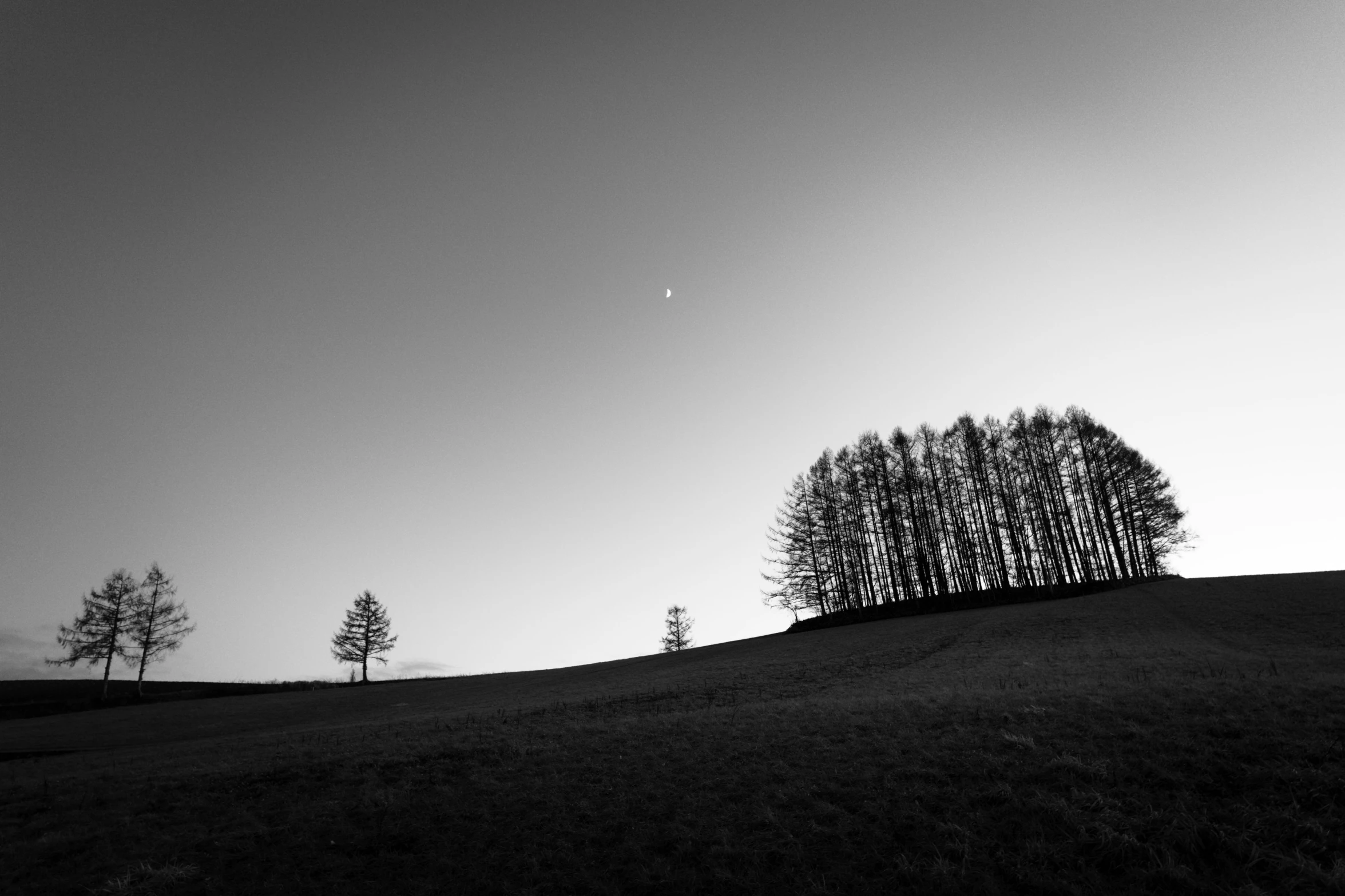 the tree is standing in the middle of a grassy area