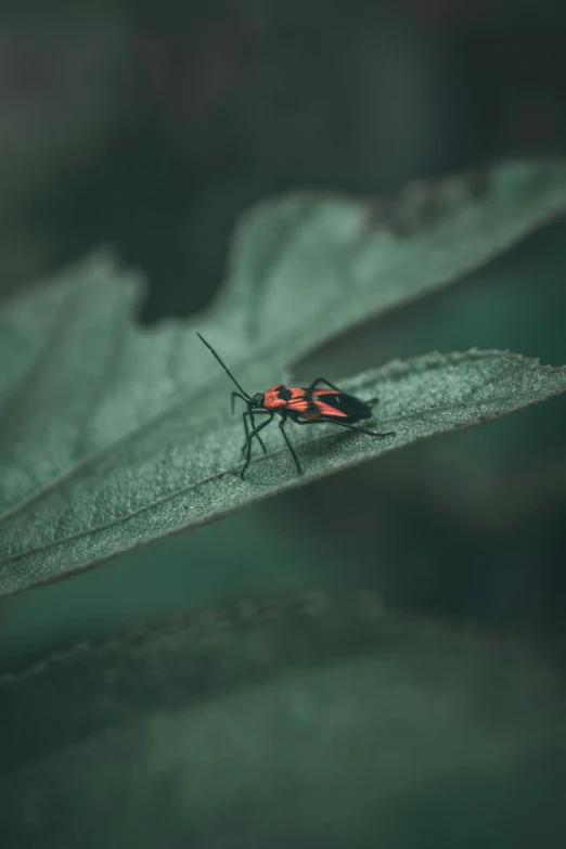 a bug sits on a leaf close to a camera