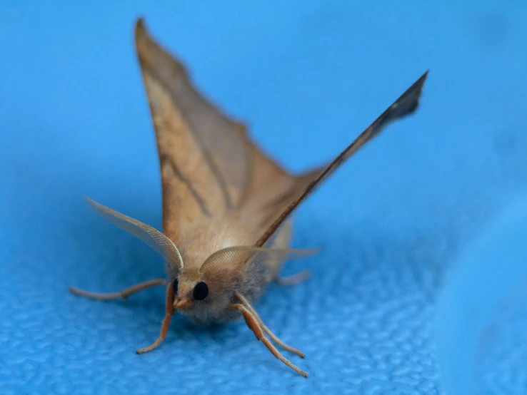 a close up of a brown, long - horned bat with two legs hanging down