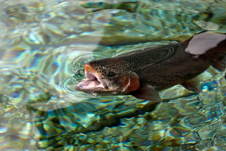 a fish with its mouth open, floating in water
