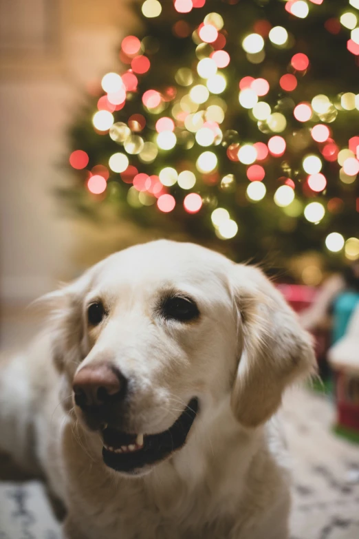 dog looking to the side in front of decorated christmas tree