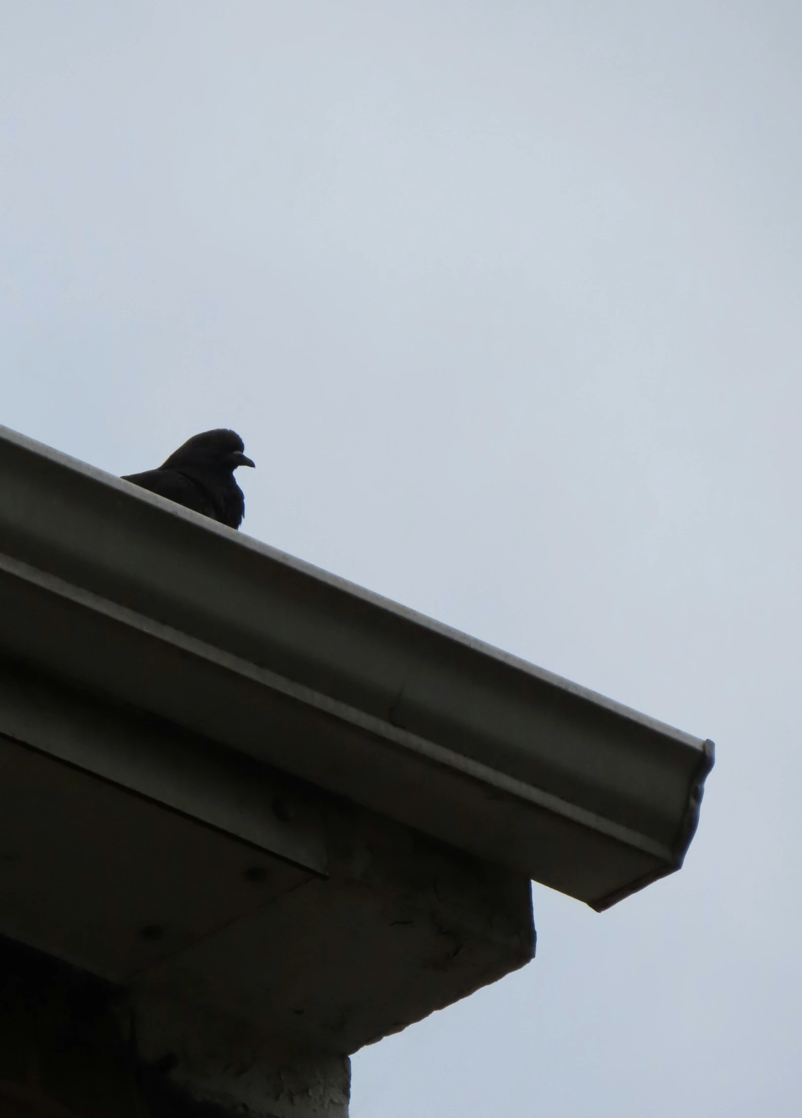 a black bird is sitting on the roof of a building