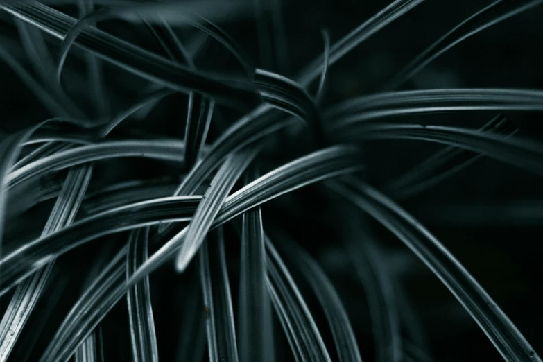 the dark plant is growing up close