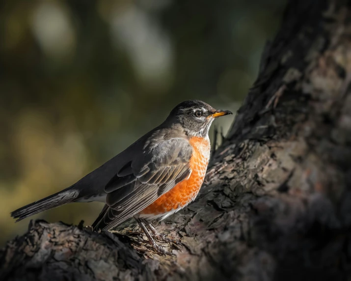 a single bird sits on top of a tree nch