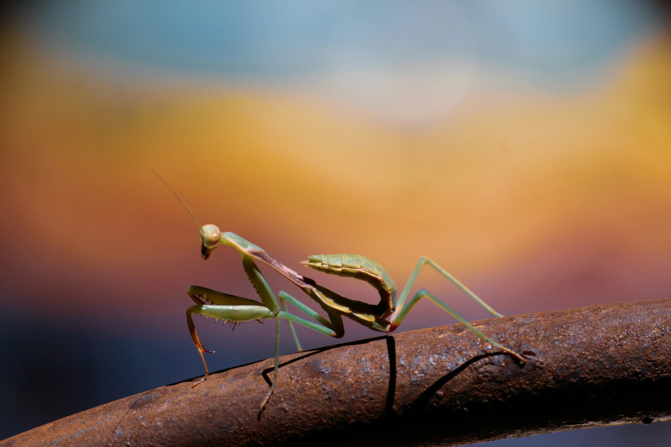 two young grasshoppers, one eating and the other biting