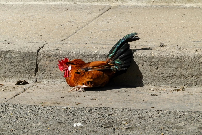 there is a rooster that has landed on the sidewalk