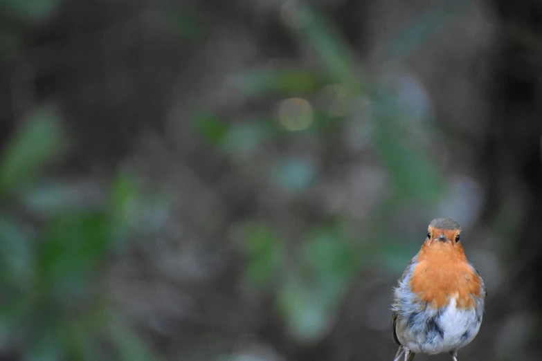 a small bird with an orange and blue head is sitting on a plant