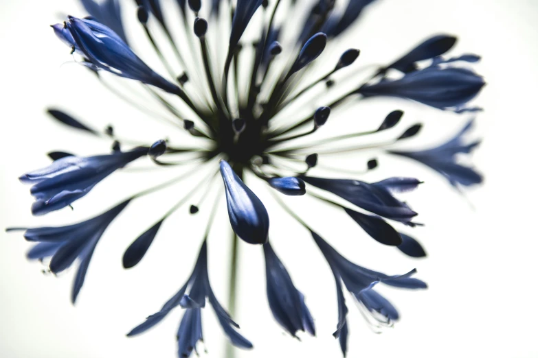 a close - up s of a purple flower with tiny water droplets