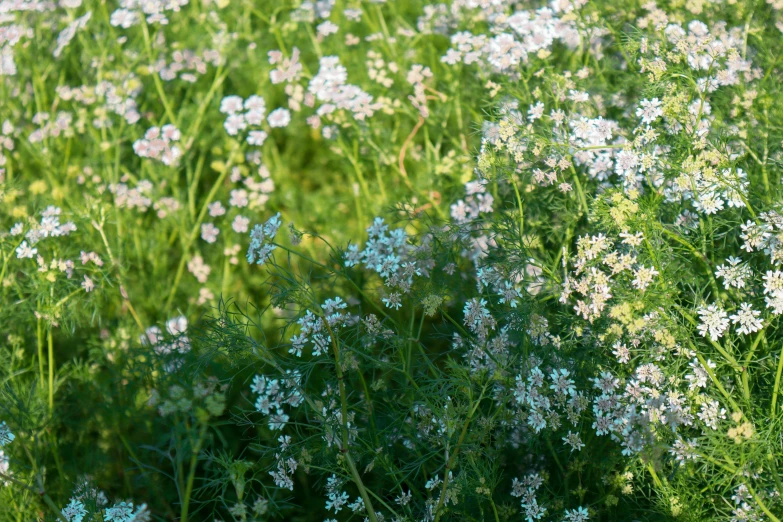 colorful flowers stand in the grass in this po