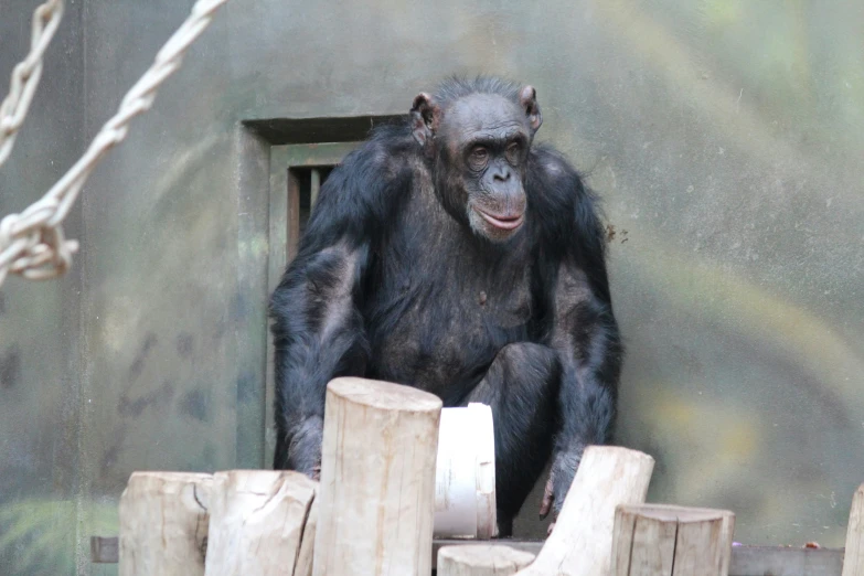 a big monkey that is sitting down