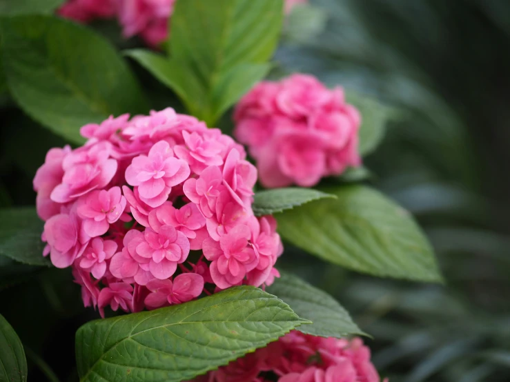 some pink flowers and green leaves are all around