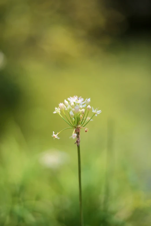 a small white flower is growing alone