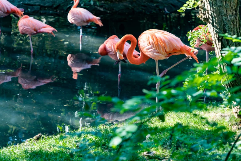 a group of flamingos that are in the water